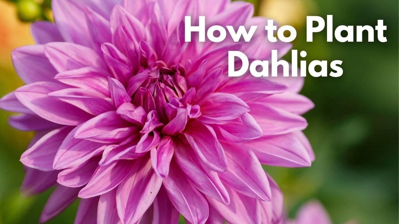Dahlia Planting Guide // How to Plant, Grow, & Harvest Gorgeous Dahlia Flowers // Longfield Gardens