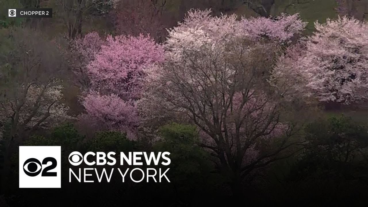 When will New Jersey see peak cherry blossom bloom in 2026?