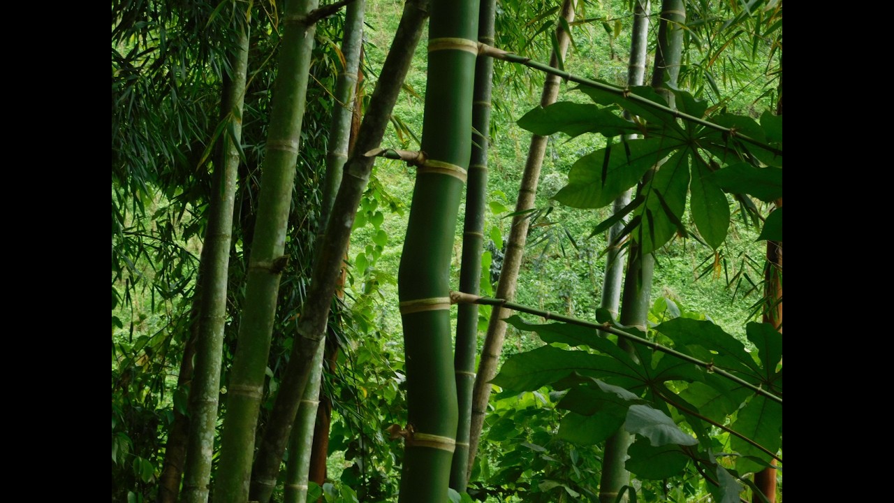 BAMBU GUADUA COTUDA