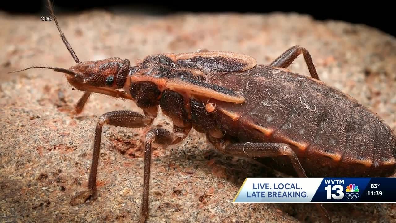 Kissing bug spreads Chagas disease across the U.S., but Alabama remains unaffected