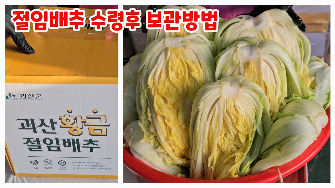 괴산 절임배추 절임배추 수령후 보관방법 수령후 2일이내 김장해야 맛있어요. 자연특별시괴산