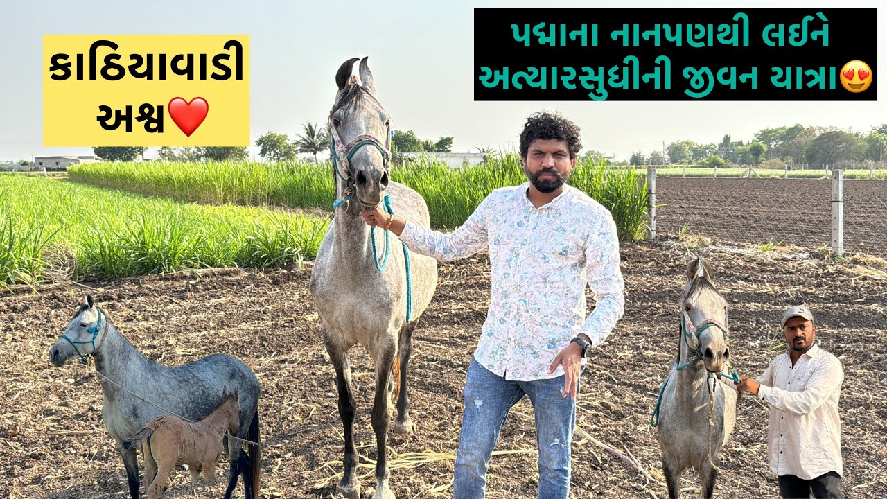પદ્મા : કાઠિયાવાડી અશ્વ🐎 Jay Sakariya | Kathiyawadi Horse | Horse Vlog | Horse Video | Daily Horse