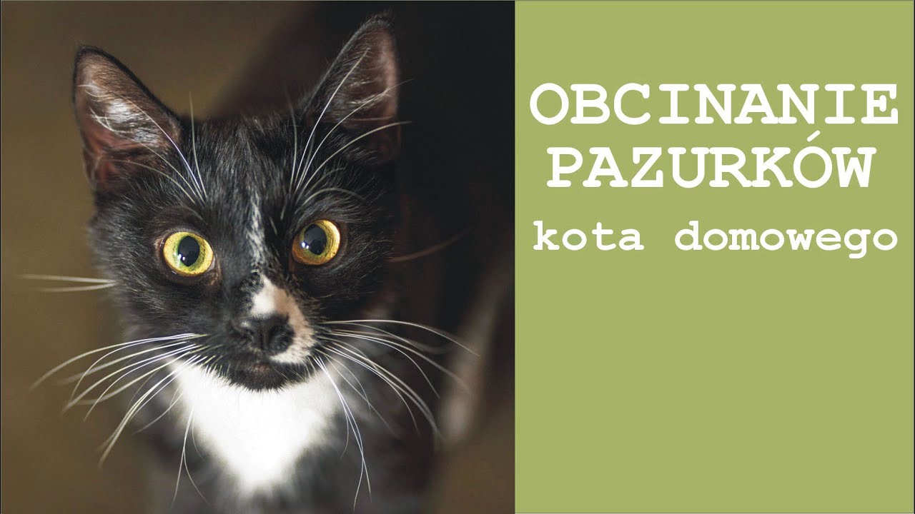 Obcinanie pazurków kota domowego.