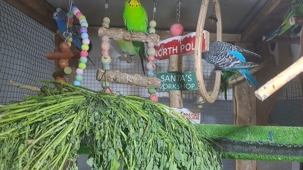 “My parrot out here flexing on everyone 🦜💅”