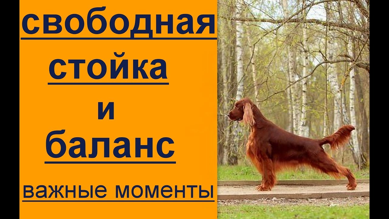 Свободная стойка и баланс -важные моменты хендлинга Урок 4  по ринговой дрессировке (хендлингу)