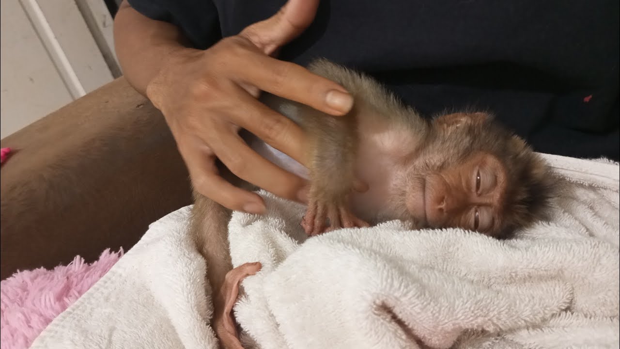 О БОЖЕ МОЙ... Эта бедная обезьянка пыталась держать меня за руку, пока не уснула.