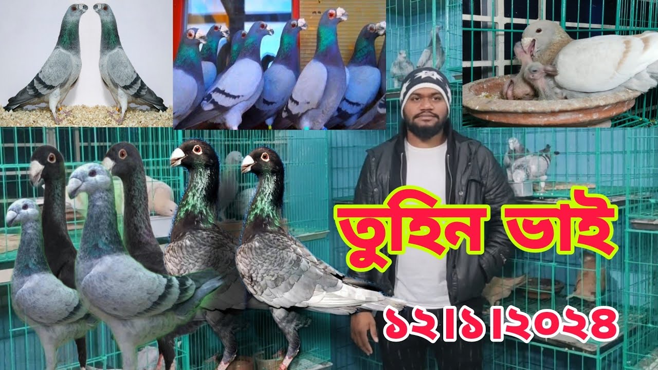 গ্রিজেল ড্রাগন কবুতরের দাম জানুন || ডিম বাচ্চা সহ বিউটি কবুতর কিনুন ||মাত্র450 টাকা পিস রেসার কবুতর