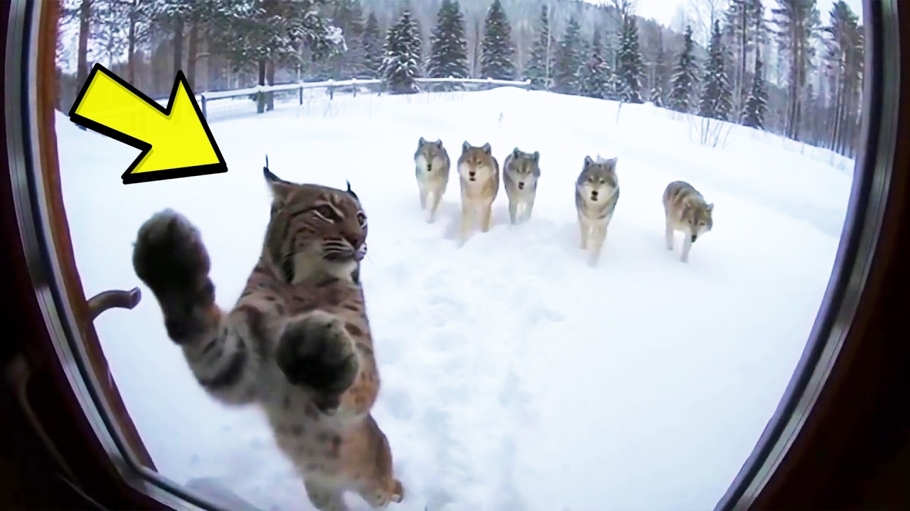 Freezing Bobcat Begged Man At Door for Help – When He Lets It In, Something Unbelievable Happens!