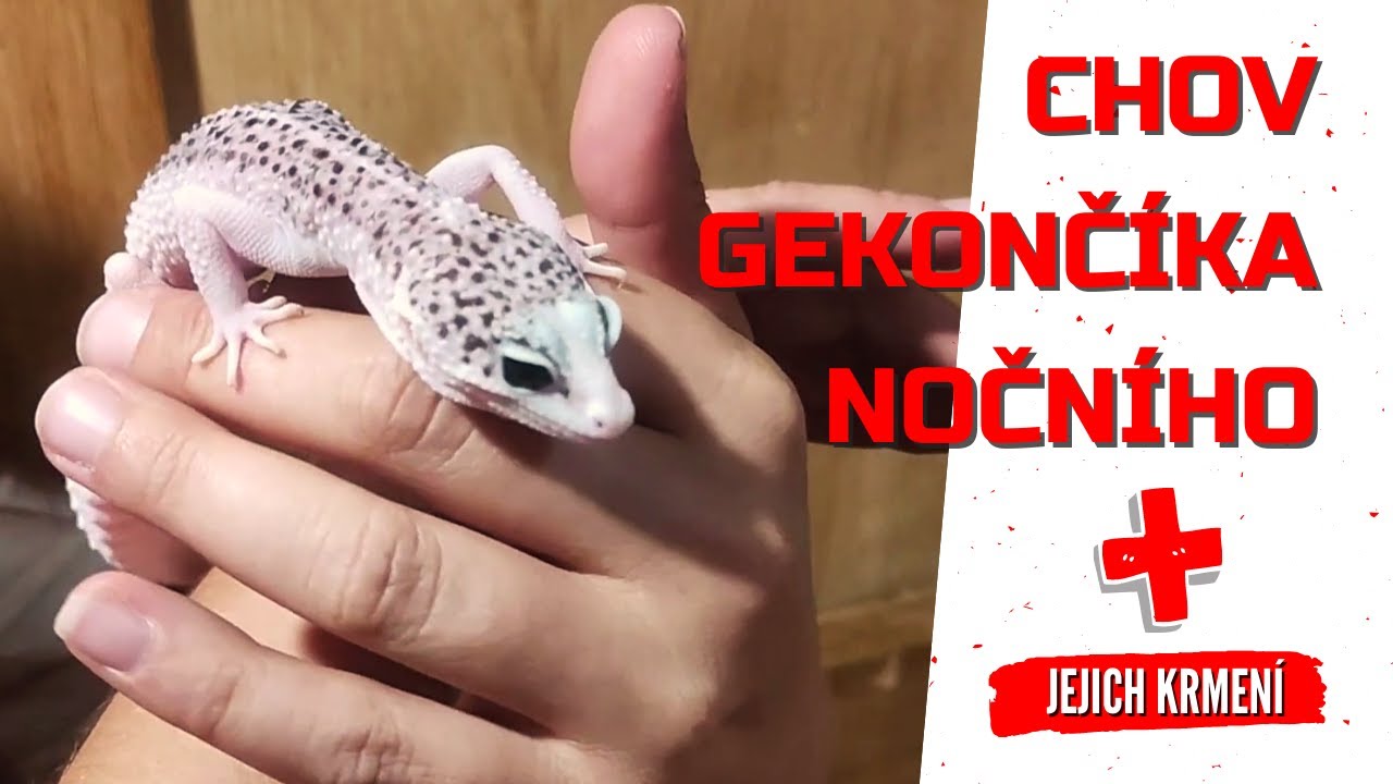 Chov gekončíka nočního a trocha krmení 