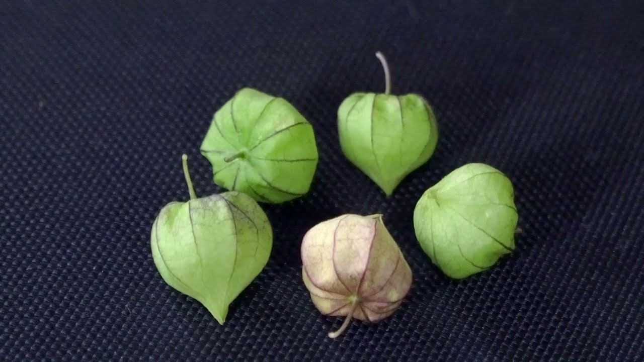 Njottanjodiyan | Physalis seeds | royalty free stock footage