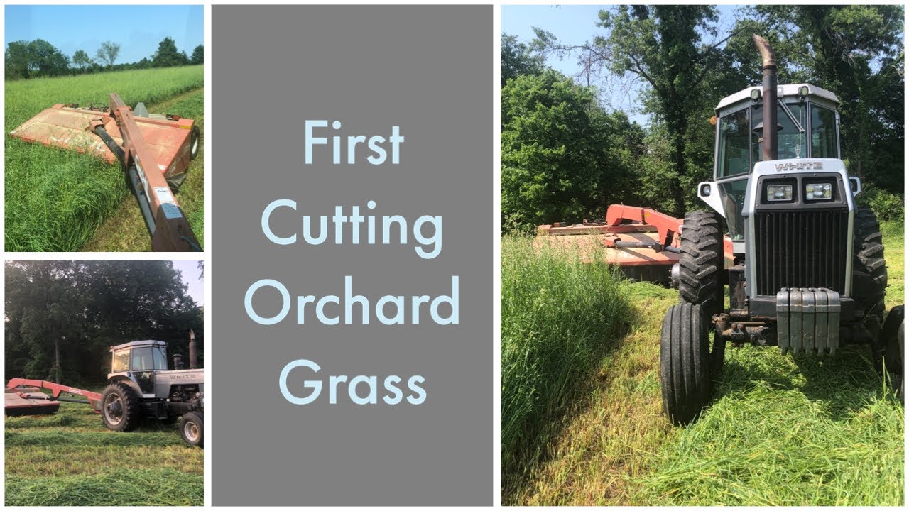 Cutting Orchard Grass - 1st Cutting 2023