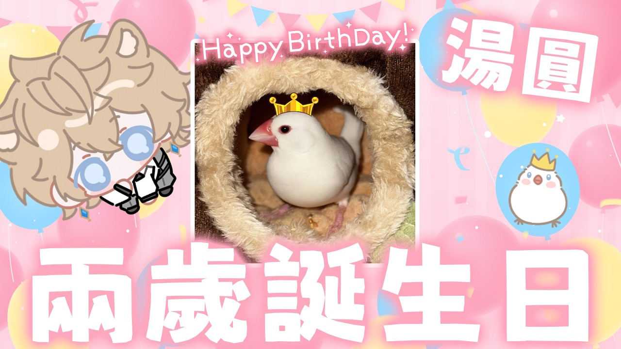【Shippo】視訊看小鳥🐣湯圓今天生日兩歲了！
