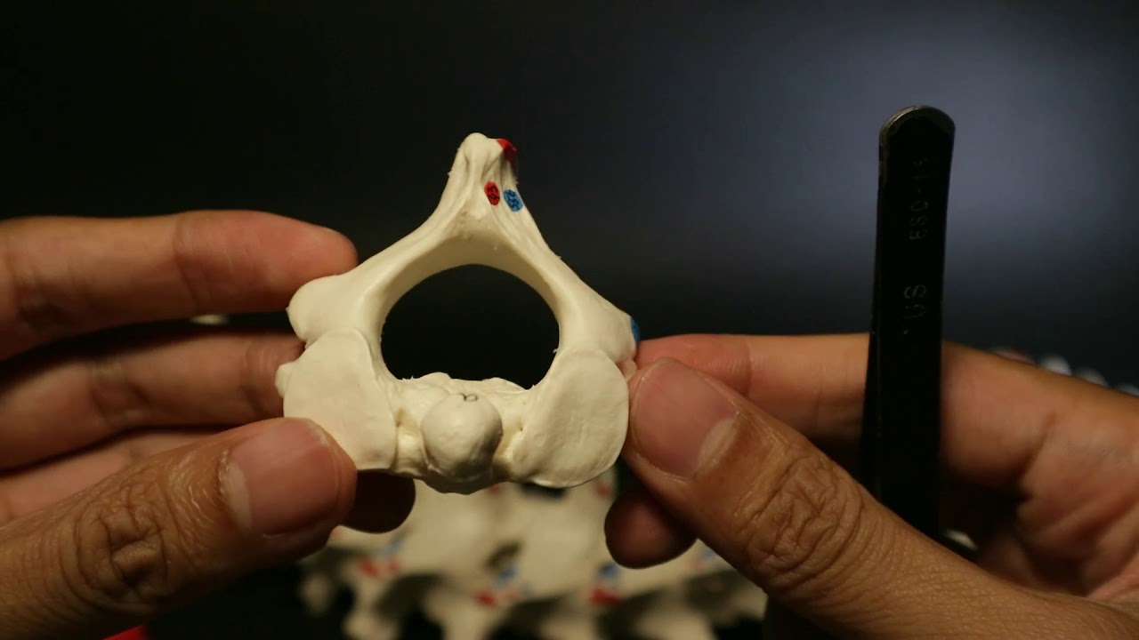 Anatomi Vertebra