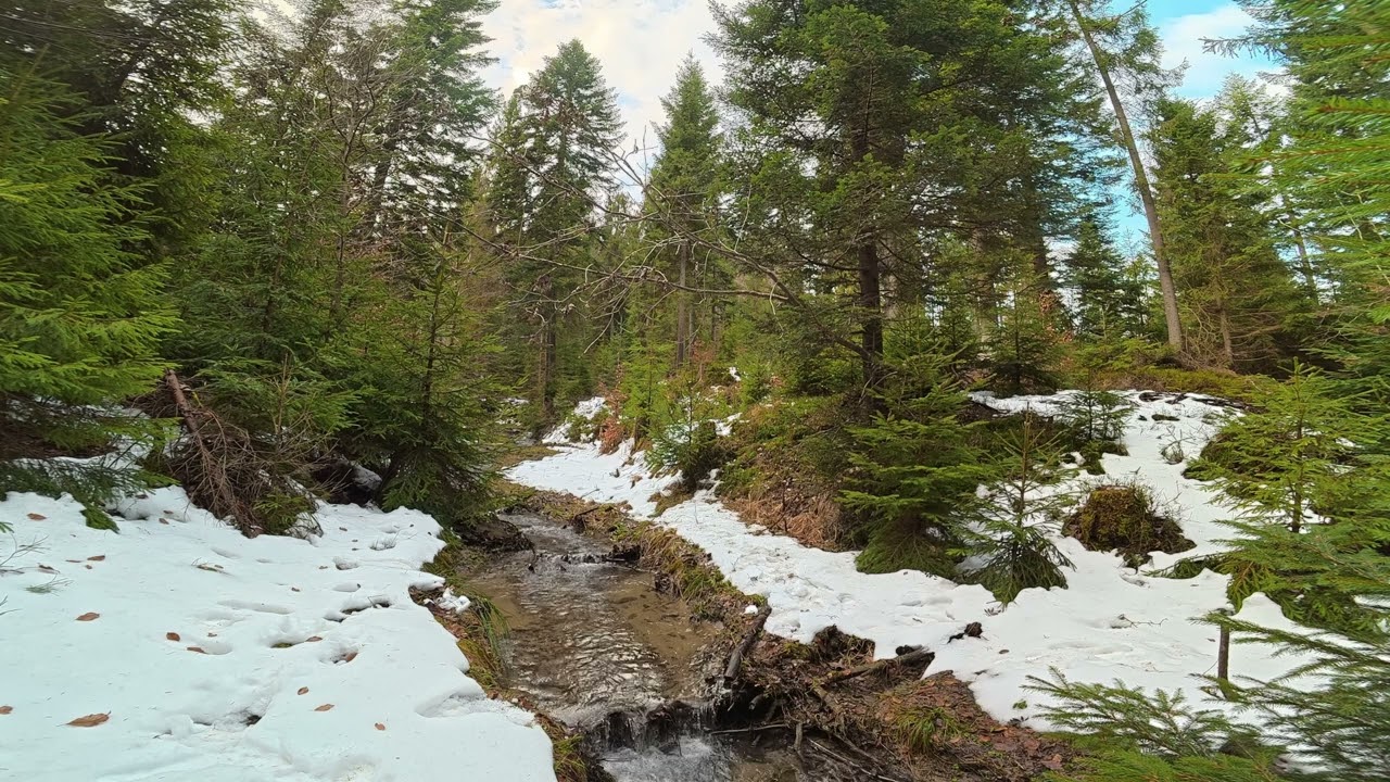 4K  Forest Stream & Birds 🌲 Relaxing Nature Sounds for Sleep, Study & Meditation | Zoom H5 studio