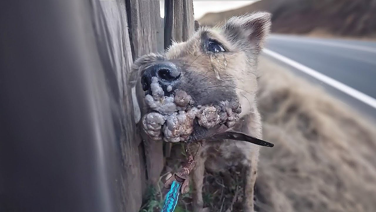 They Laughed at Her Tumors Mouth, But She Still Wagged Her Tail, Begging Just to Be Loved!