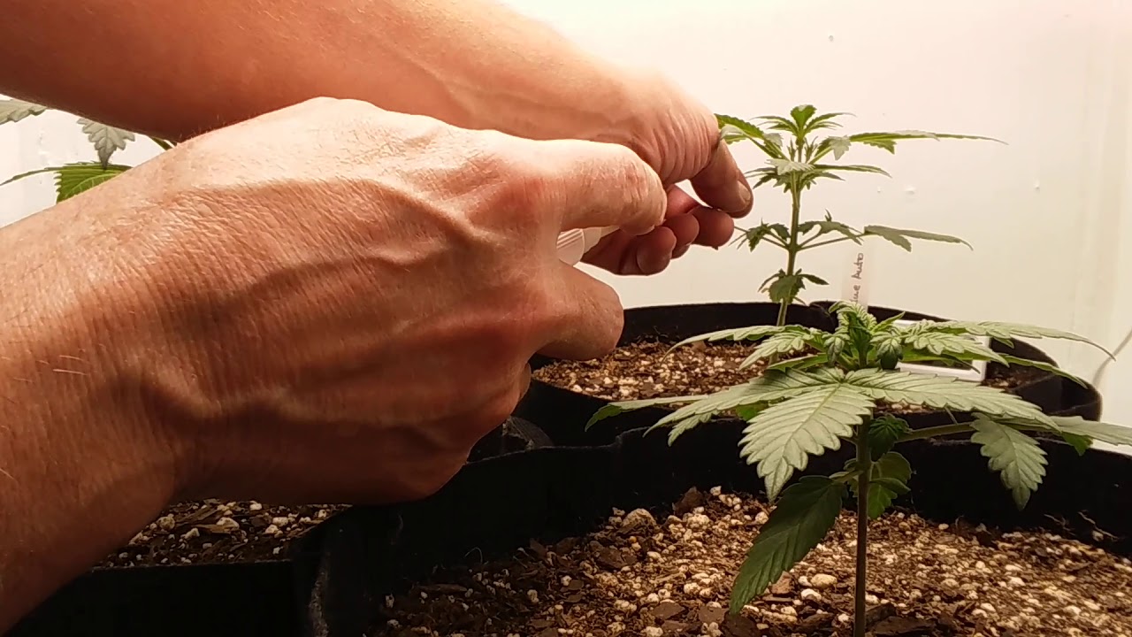 How To Make Feminized Autoflower Seeds