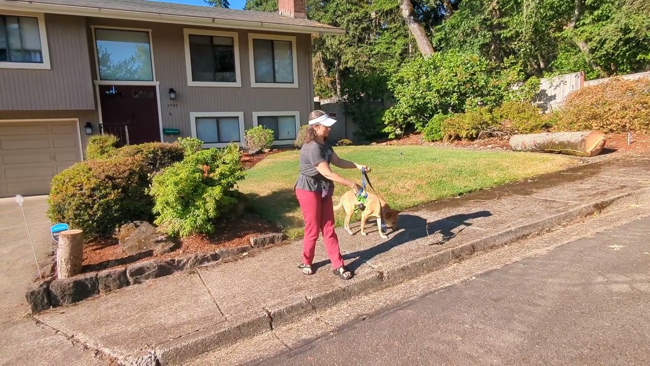 How To Teach Your Dog To Wait (Not Stay) | Feet & Paws