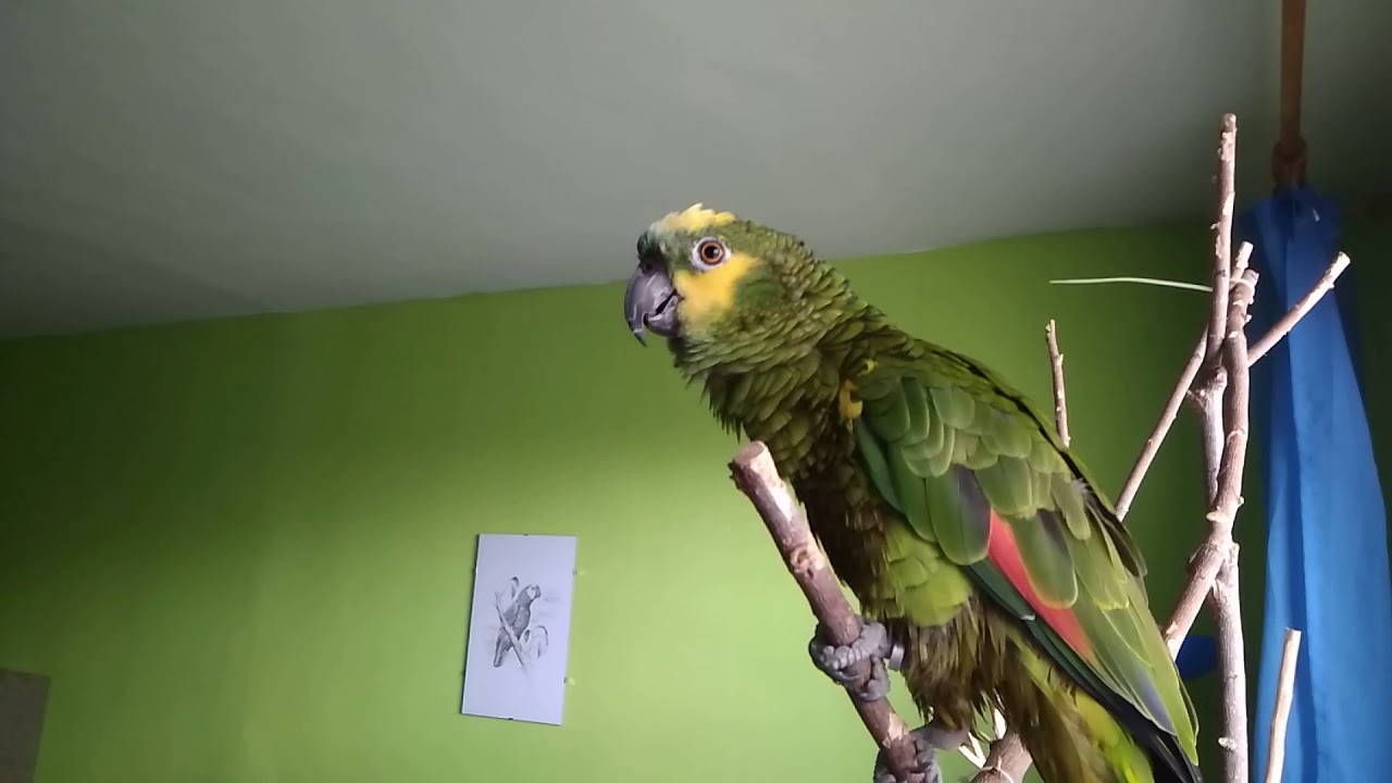 Amazonan Modrocelý Timmy a jeho ahoj ahoj ahoj.