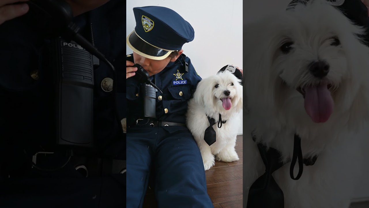dog wearing police hat