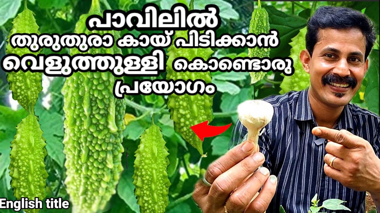 പാവക്ക ഒരോ കമ്പിലും തുരുതുരാ പിടിക്കാൻ കൊടുക്കേണ്ടവളം bitter gourd cultivation Malayalam mix media