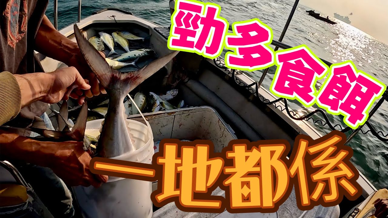 魚情泛濫｜船家：下面好多魚.. ｜釣唔多壓力仲大過打龜｜#香港釣魚 #啊濤#fishing