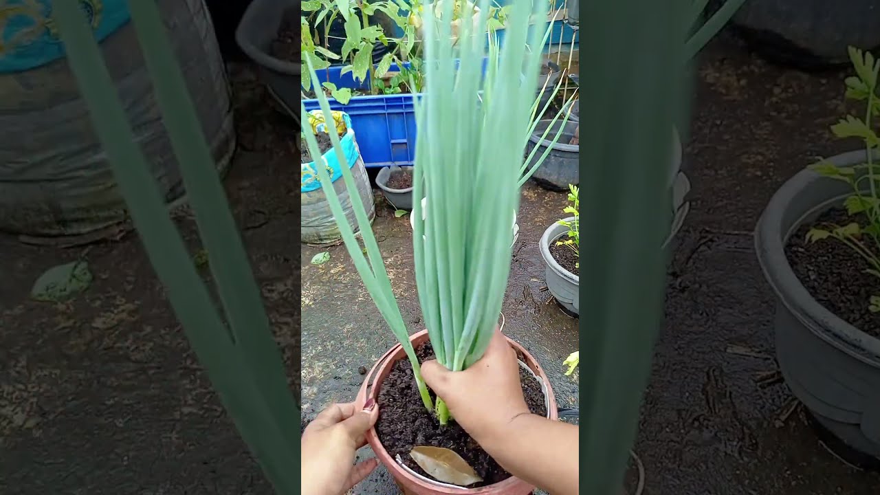 prunning daun bawang #backyardgarden #garden #containergardening #gardening