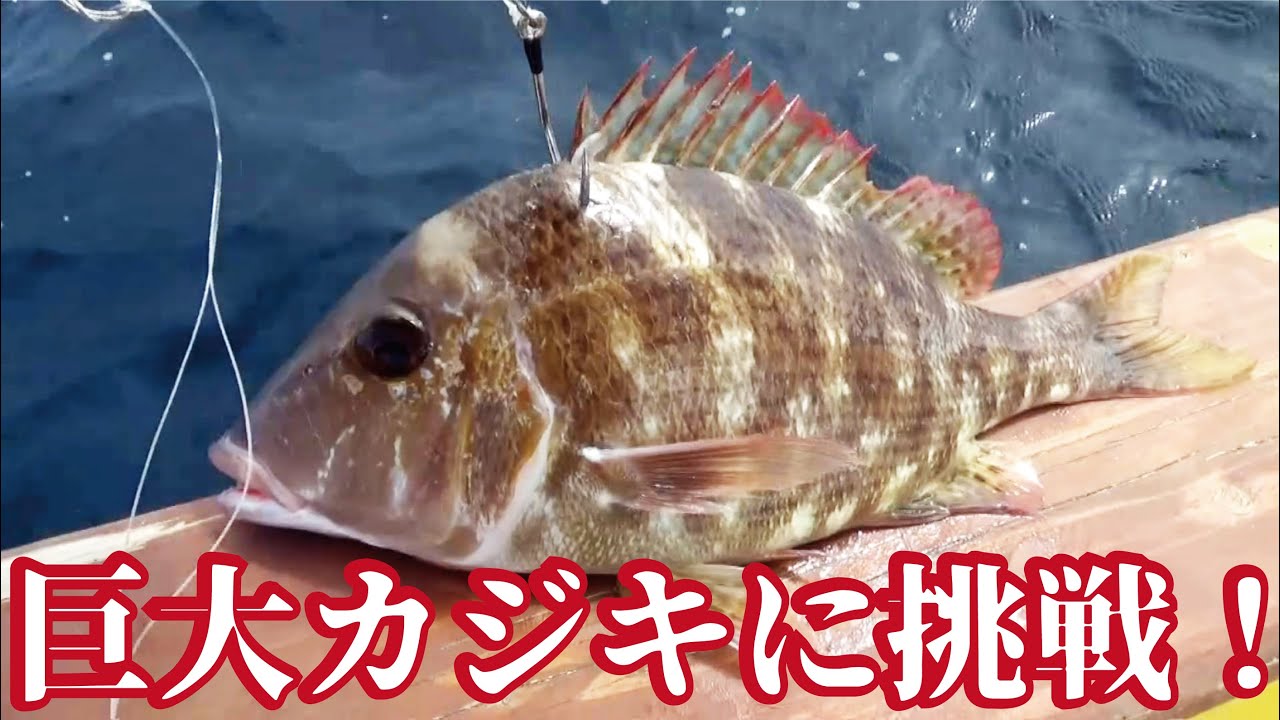 釣れたメイチ鯛を泳がせて巨大カジキを釣り上げろ（958話目）