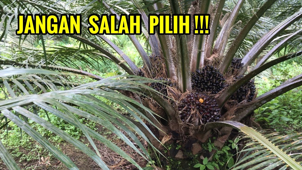 Sawit pelepah pendek vs sawit pelepah panjang || Mana yang menguntungkan petani sawit?