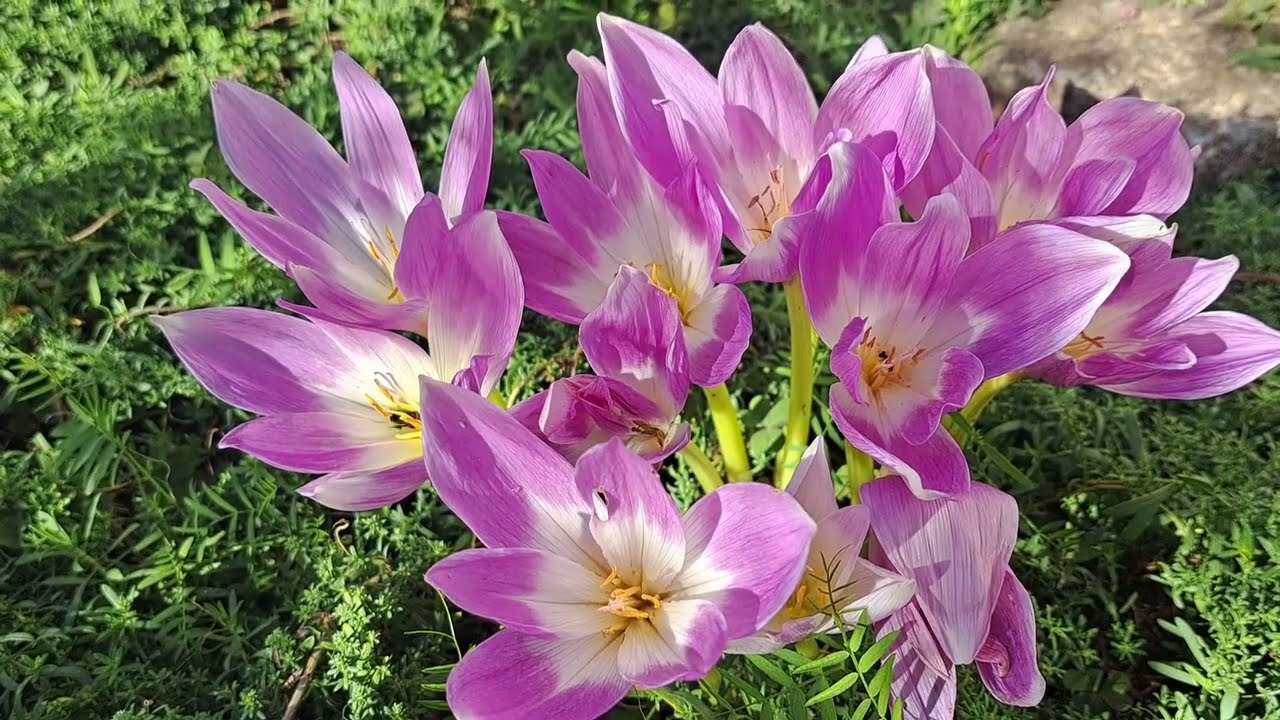 Jesienne kwiaty, czas jesiennych kolorów.