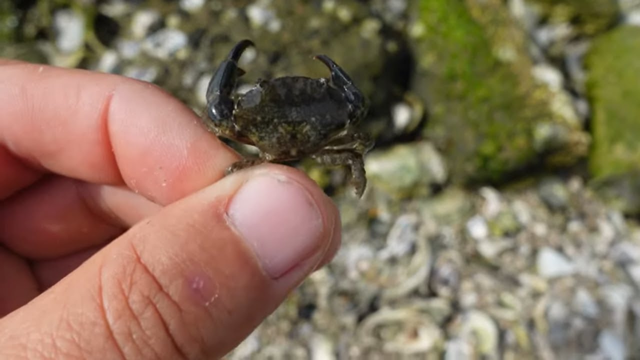 How to Catch Mud Crabs for Sheepshead Fishing