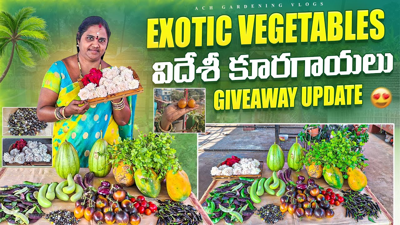 Exotic Vegetables harvest | మన మిద్దె తోటలో విదేశీ కూరగాయలు Harvest |   New & Rare Veggies#harvest