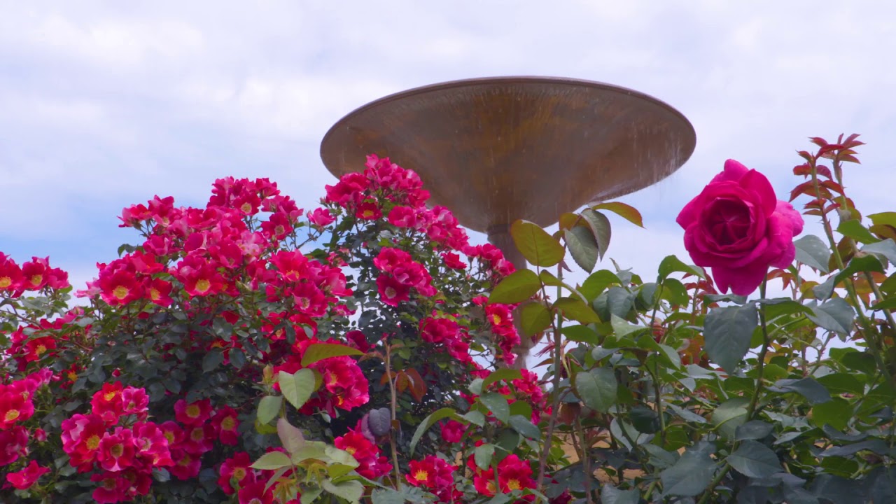 Peace Meditation from the Unity Village Fountains and Rose Garden