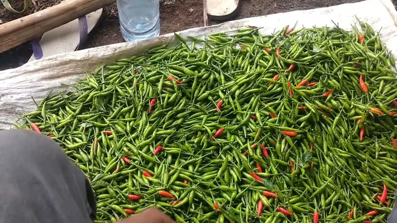 PANEN CABE GENIE KE 6