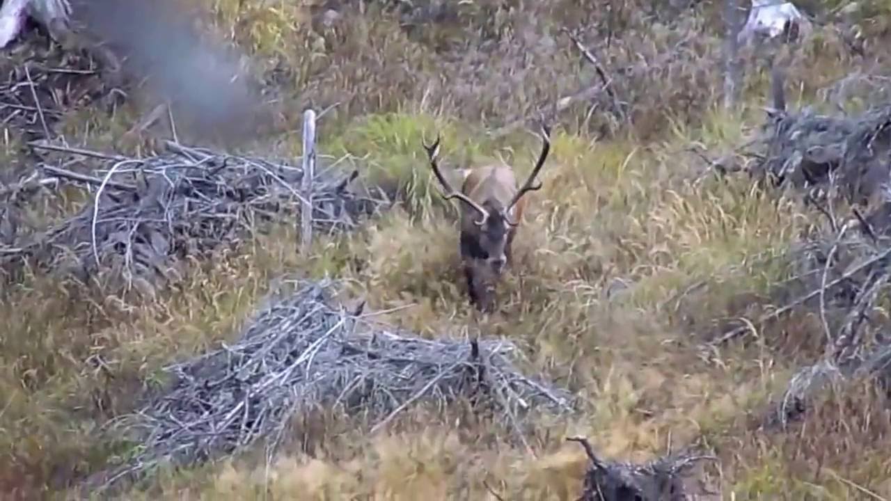 Szarvasbőg&eacute;s 2016 Gyergy&oacute;szentmikl&oacute;s / Deer rutting 2016 Gheorgheni - Amateur shoot