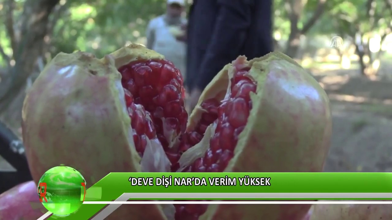 ‘Deve dişi nar’da verim yüksek