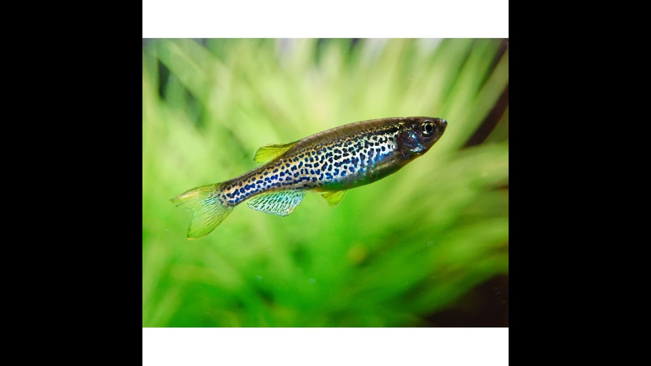Fish disease case nr. 352 Danio leopard with Oodinium, Nematode worms and bacterial infection
