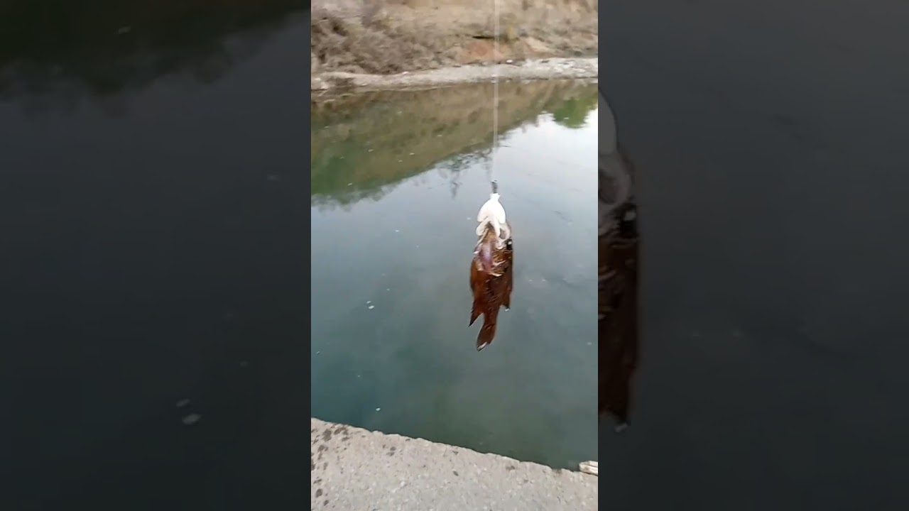 DEEP HOLE FISHING 🎣#fallfishing #ultralight #subscribe