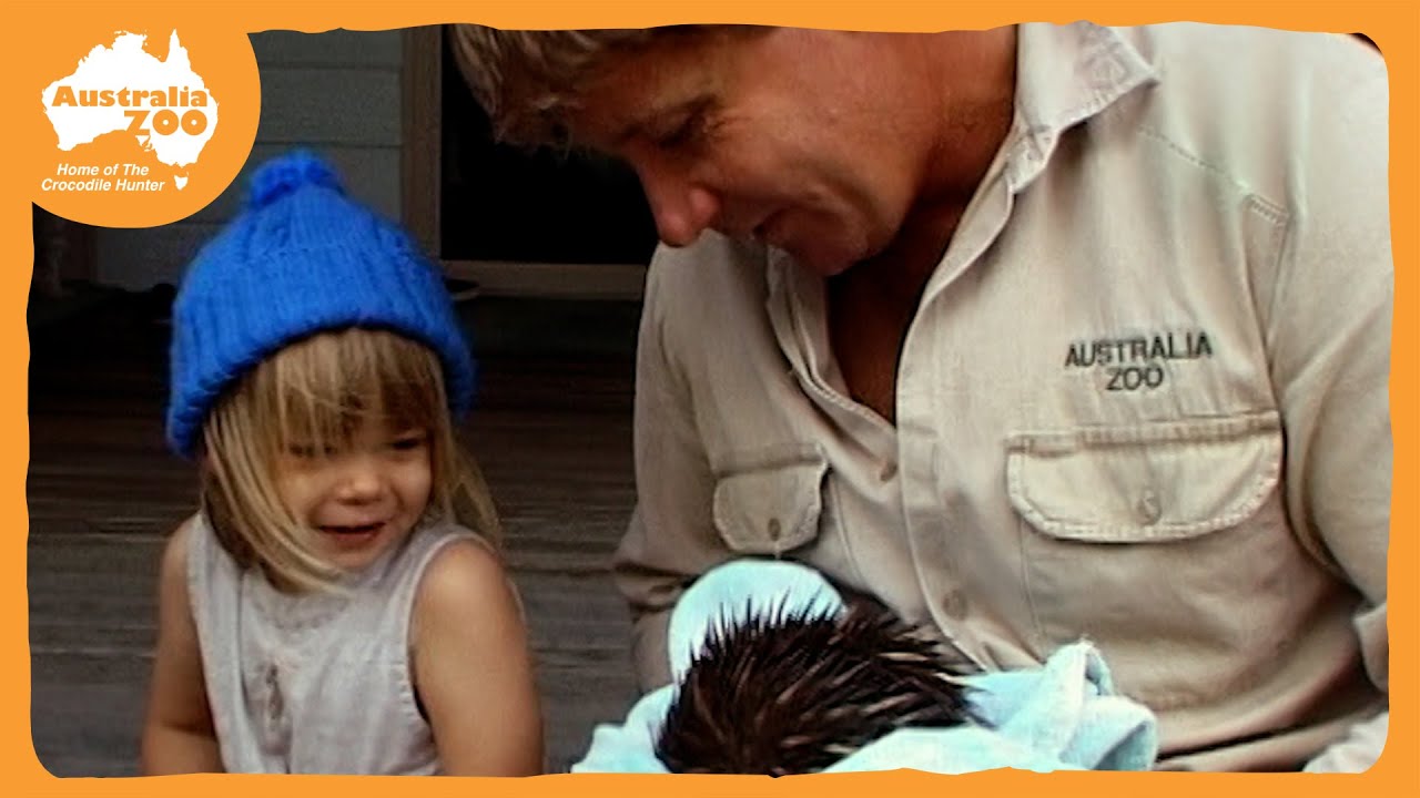 Steve Irwin introduces Bindi to an echidna | Irwin Family Adventures