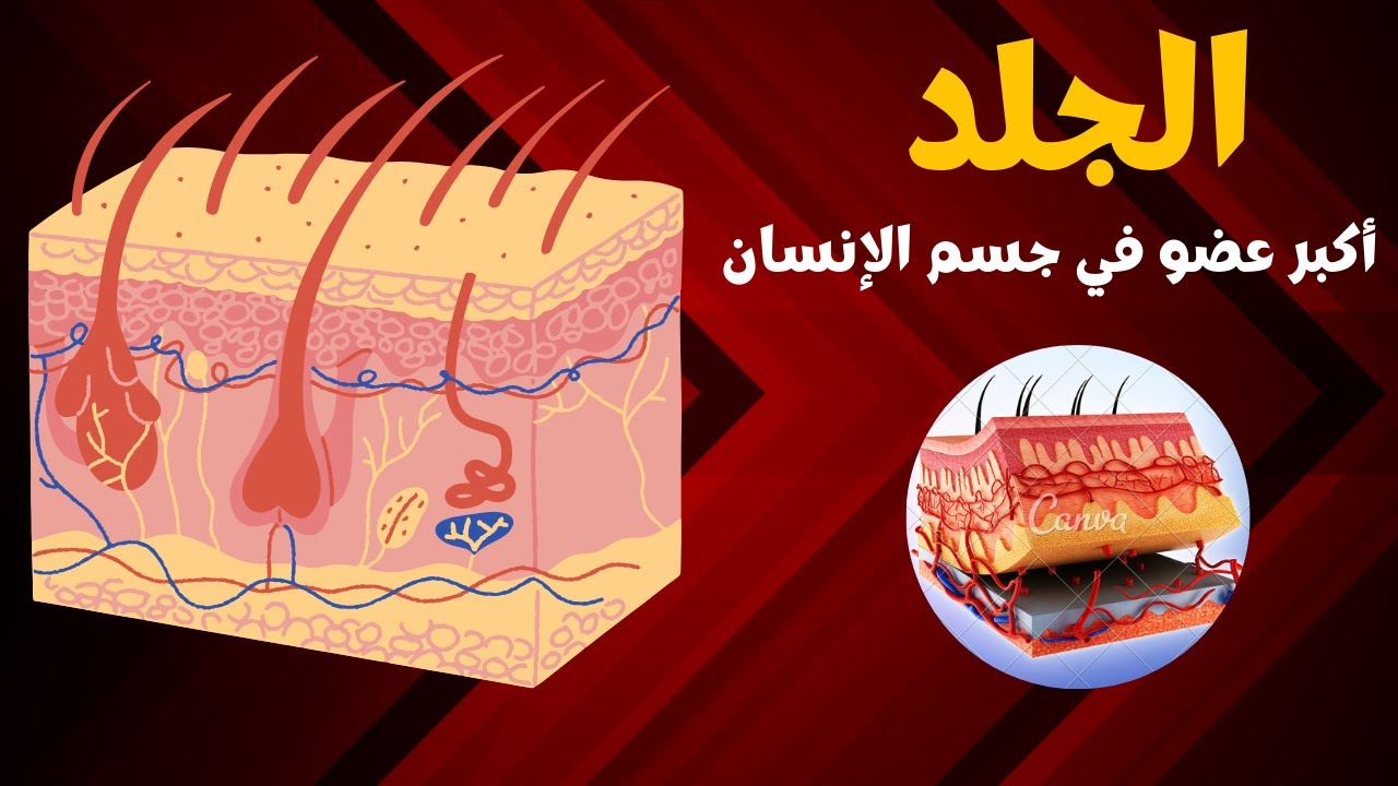 الجلد || البشرة- الأدمة