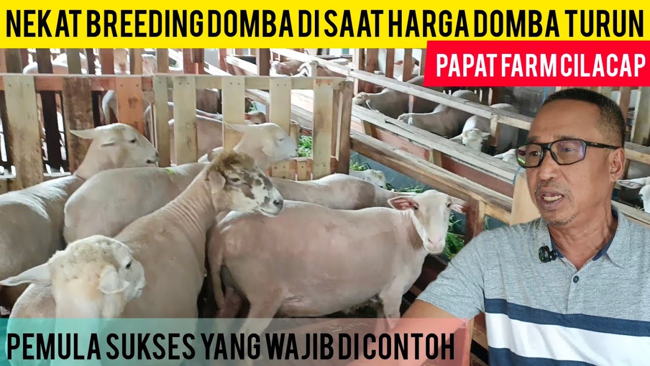 ROZPACZLIWA HODOWLA OWC&Oacute;W, GDY CENY OWC&Oacute;W SĄ NISKIE // KOŃCZY SIĘ OGROMNYMI ZYSKAMI I MALOWANIEM ...
