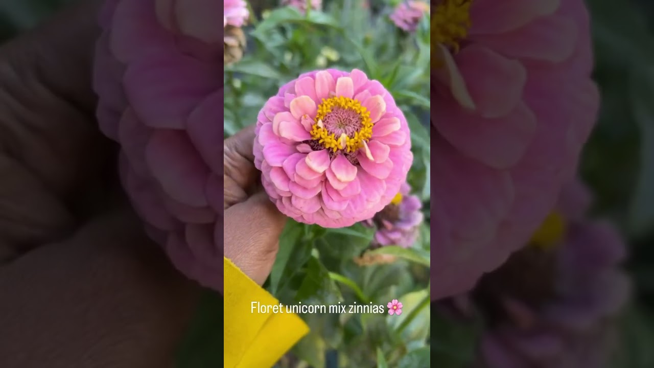 Floret Zinna Unicorn mix. Pure dream.