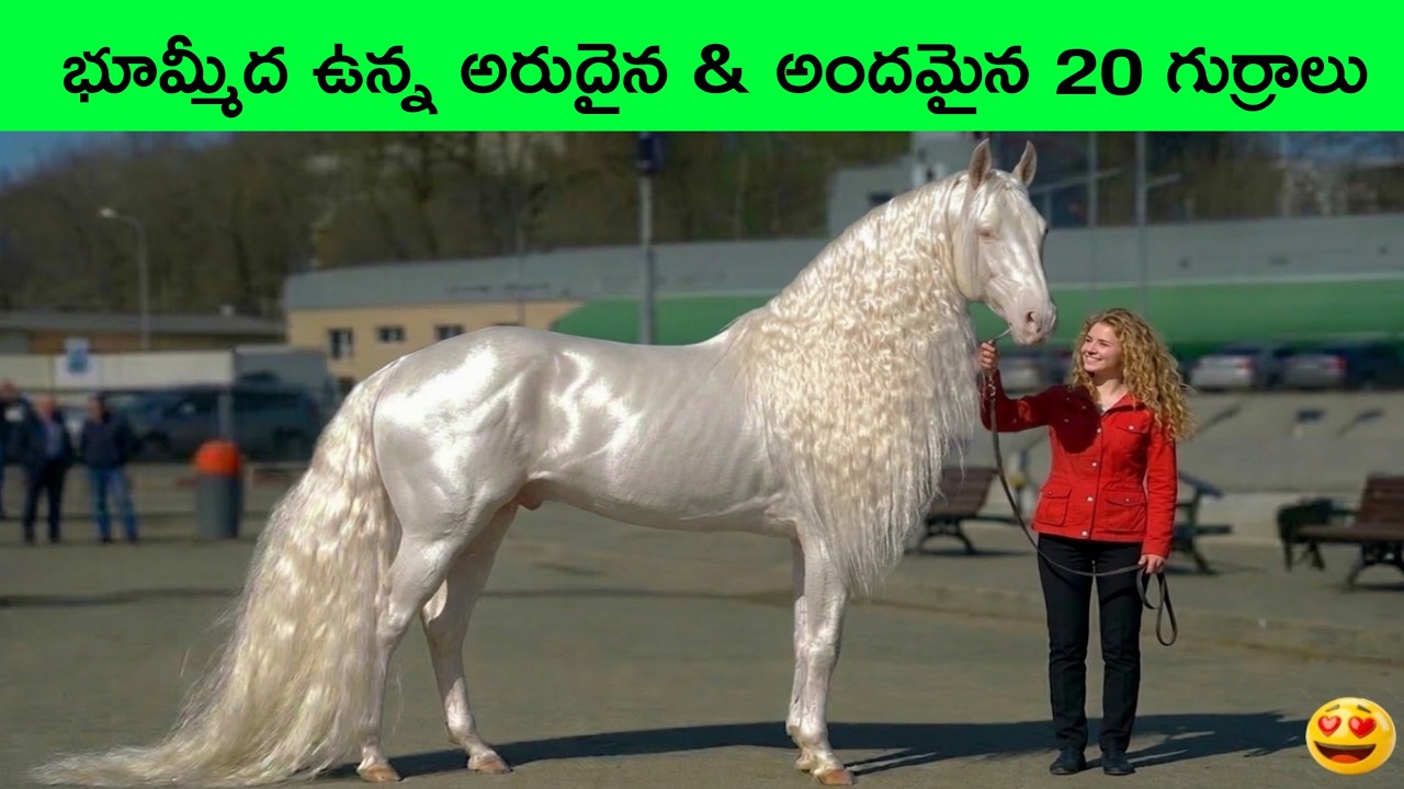 Top 20 Most beautiful and rare horses in the world | Telugu facts  | BMC Facts | amazing facts 