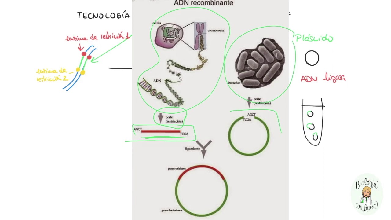 ADN recombinante