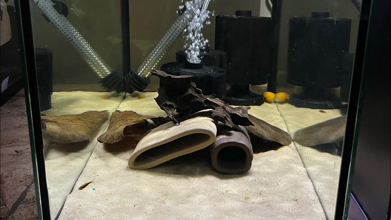 L-181 Peppermint Bristlenose Breeding Project Plecos From Sydney’s Angels & Bennett’s Rainbows!!! 