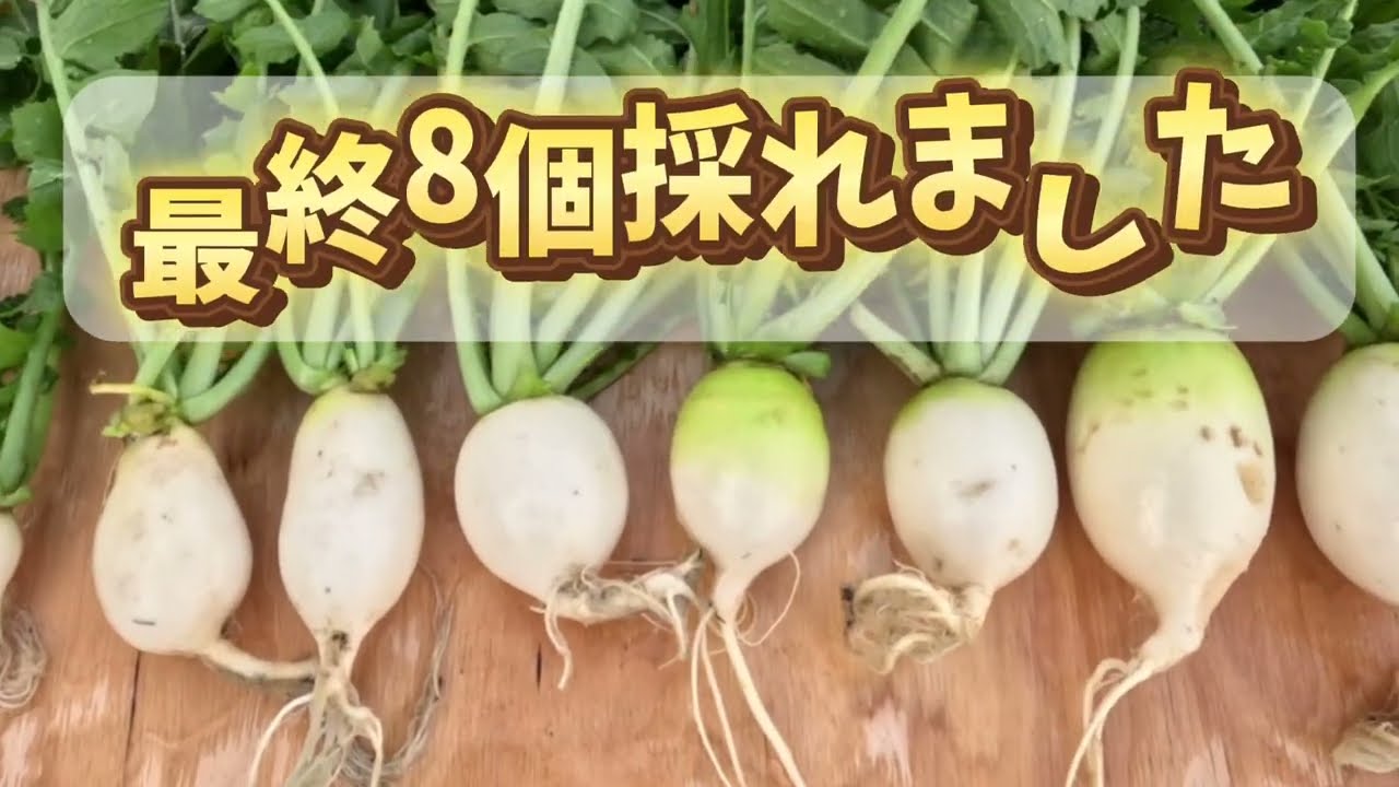 【無農薬、無肥料に挑戦】間引きした丸大根だけ収穫してみたらどんなん採れたかなぁ!?