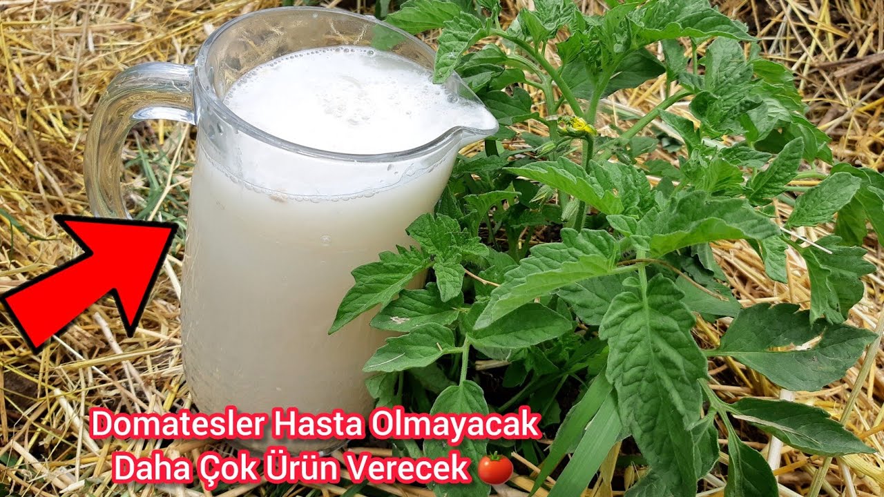 Şok Oldum❗ Domates, Salatalık Ve Biber İçin En Güçlü Organik Takviye❗Veriminizi Hemen İkiye Katlayın