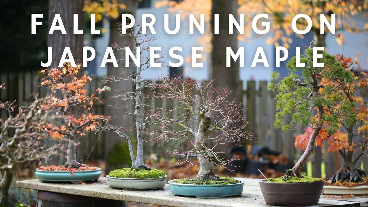 Fall Pruning on Japanese Maple Bonsai