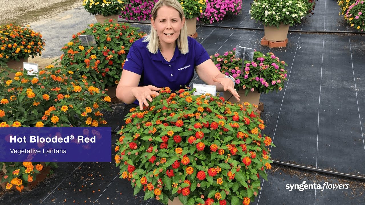 Hot Blooded Lantana | Lucas Greenhouses Summer Trial