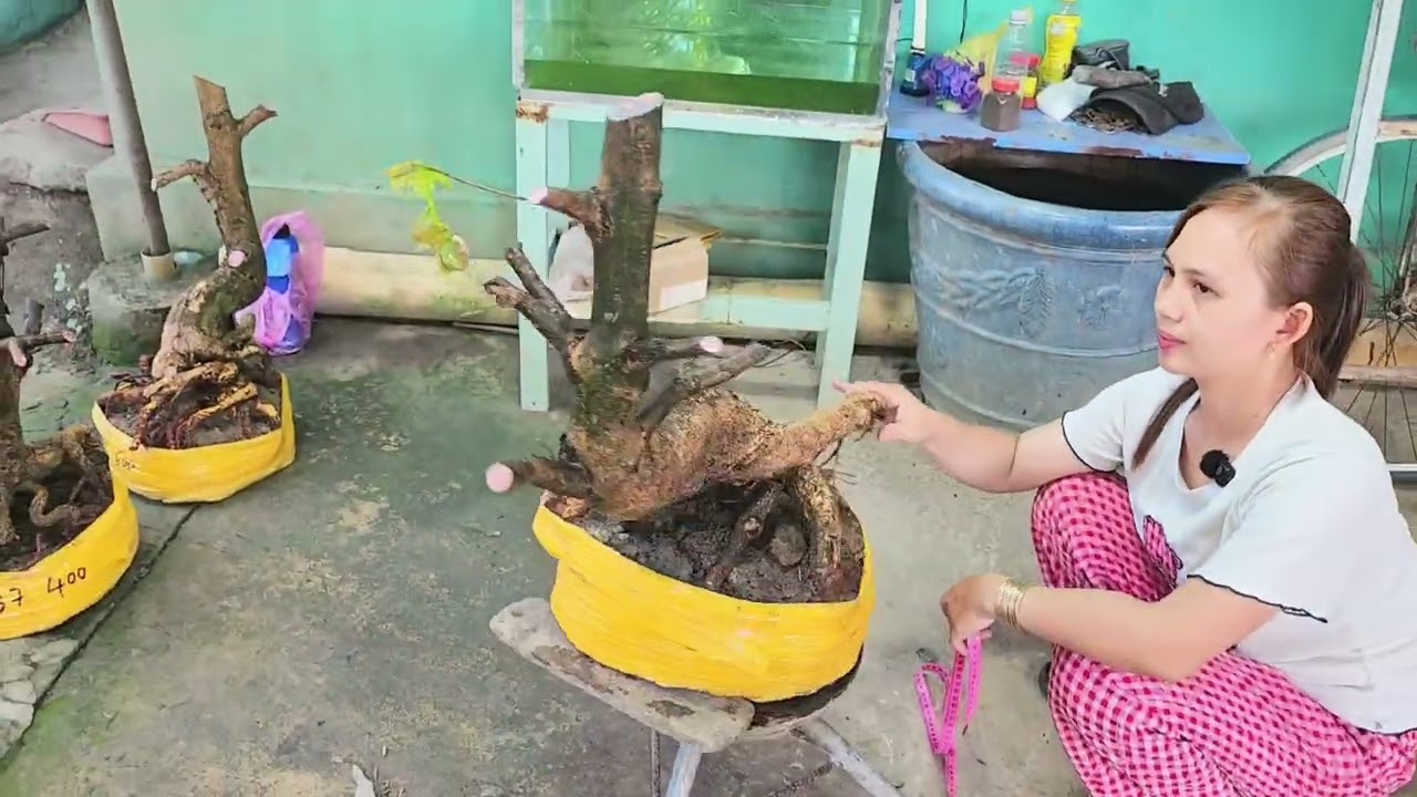 2/3  chị Nhí 0939693642 Phôi mai bonsai hoành to đế đẹp vip