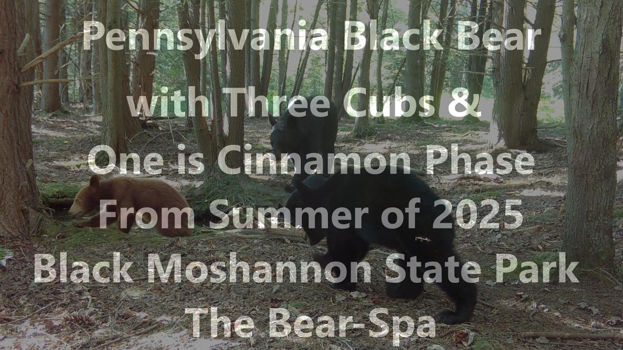 Pennsylvania Black Bear & 3-cubs, 1 is a cinnamon phase at Black Moshannon State Park the Bear-Spa